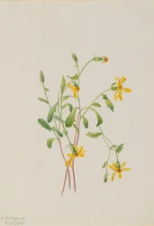 Senecio alpino