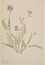 Veccia alpina (Astragalus bourgovii)