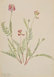 Veccia alpina Astragalus bourgovii, 1917