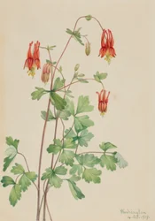 Aquilegia americana (Aquilegia canadensis)