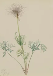 Pasqueflower americana Pulsatilla ludoviciana