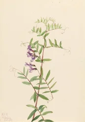 Veccia americana (Vicia americana)