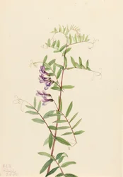Veccia americana Vicia americana, 1922