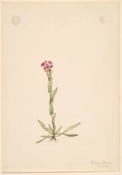 Arabis lyallii