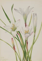 Giglio Atamasco, 1925