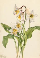 Giglio delle valanghe Erythronium montanum