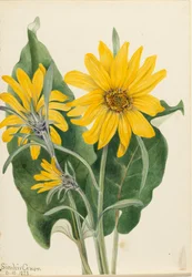 Balsamroot Balsamorhiza sagittata, 1923
