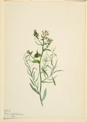 Rospo bastardo (Comandra pallida)