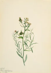 Comandra pallida, 1923