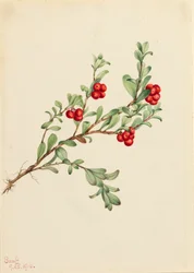 Uva ursina Arctostaphylos uva-ursi