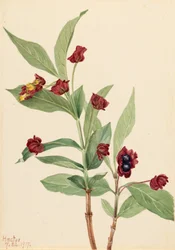 Caprifoglio Bearberry Lonicera involucrata, 1917