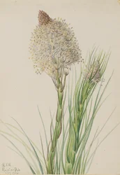 Erba dell