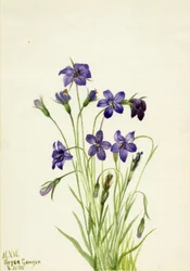 Campanula