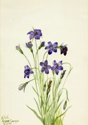 Campanula, 1935