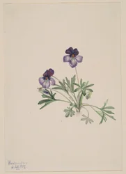 Viola dei piedi d