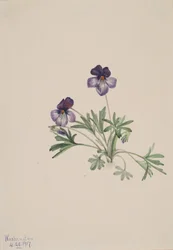 Viola pedata, 1917