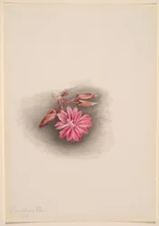 Bitterroot (Lewisia redivivia)