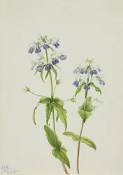 Maria dagli occhi azzurri (Collinsia verna)