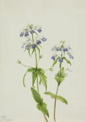 Collinsia verna dagli occhi azzurri, 1927