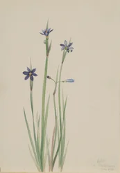 Erba azzurra (Sisyrinchium angustifolium)