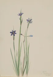Erba dagli occhi azzurri Sisyrinchium angustifolium, 1920