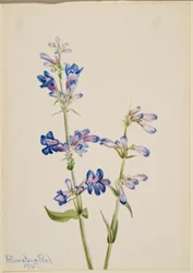 Lingua di barba blu (Pentstemon)