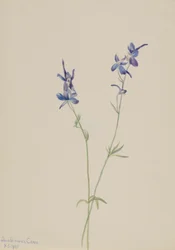 Larkspur blu (Delphinium nuttallianum)