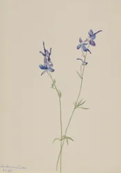 Speronella blu