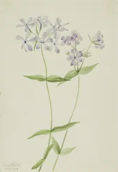 Phlox blu (Phlox divaricata)