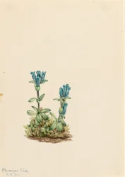 Genziana verde (Gentiana glauca)