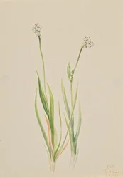 Asfodelo di palude, Tofieldia intermedia, 1920.