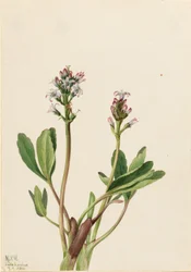 Fagiolo di palude (Menyanthes trifoliata)
