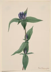 Bottle Gentian (Gentiana saponaria)