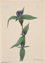 Genziana saponaria, 1905