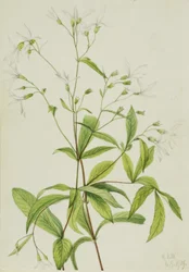 Radice di Bowmans (Porteranthus trifoliatus)