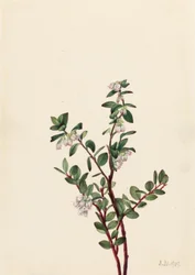Uva spina (Gaylussacia brachycera)