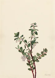 Mirtillo di bosco Gaylussacia brachycera