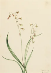 Bronzebells Stenanthium occidentale, 1906