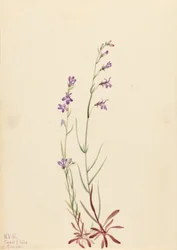 Lobelia di ruscello (Lobelia kalmii)