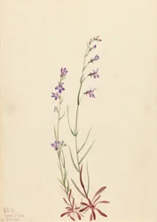 Lobelia di Brook
