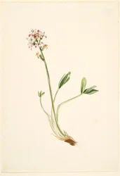 Fagiolo di monte (Menyanthes trifoliata)