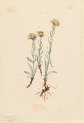 Zampette di gatto fulve (Antennaria luzuloides)