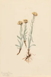 Zampa di gatto fulva Antennaria luzuloides, 1917