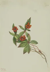Gramigna (Cornus canadensis)