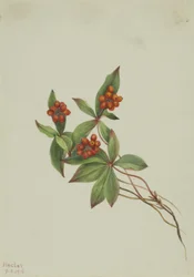 Cornus canadensis