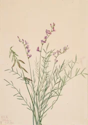 Astragalo di Burgess Astragalus bourgovii, 1922