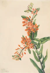 Asclepiade Tuberosa