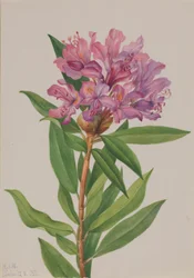 Rosa della California (Rhododendron californicum)
