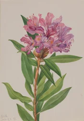 Rhododendron californicum, 1933