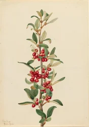 Bufala canadese (Lepargyrea canadensis)